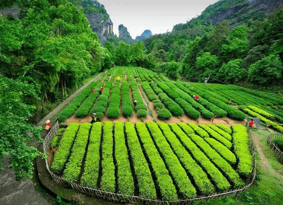 Tea garden in Wuyi Mountain