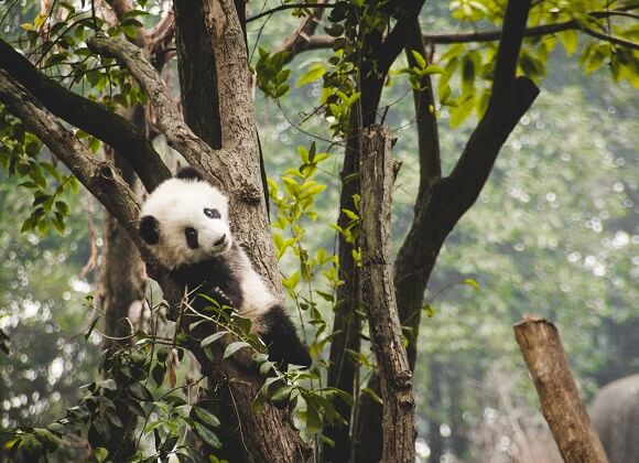 The panda on the branch