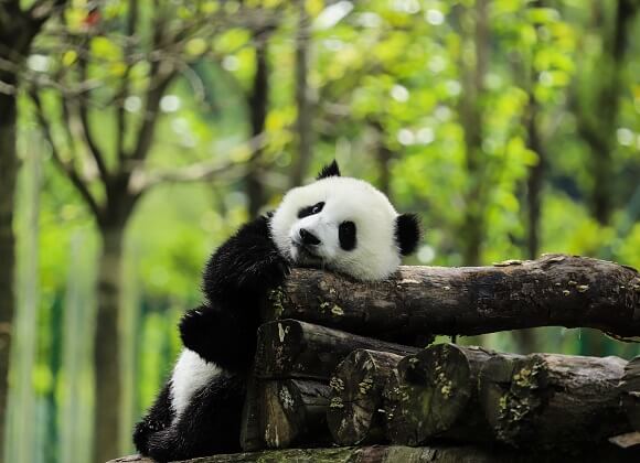 Sichuan panda