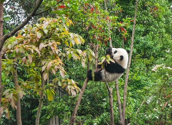 A panda in a tree