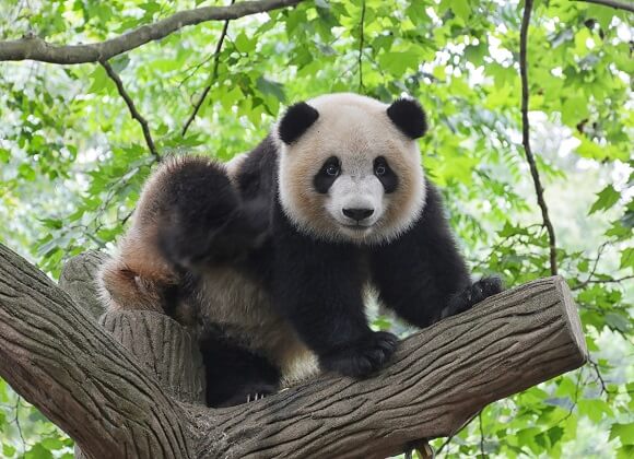 The panda on the stump
