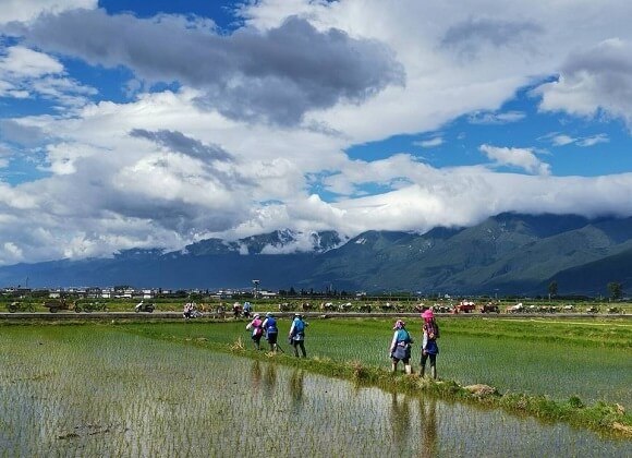 People working in the fields of Xizhou Village