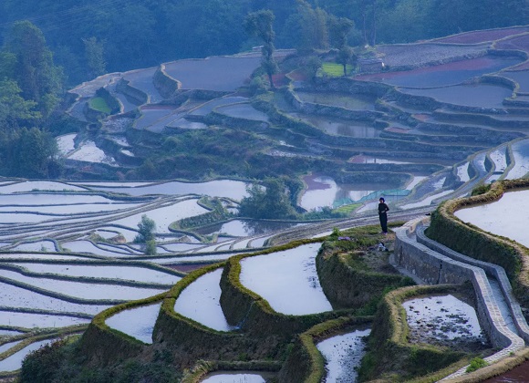 china Yunnan yuanyang rice Terraces